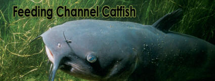 Feeding Channel Catfish