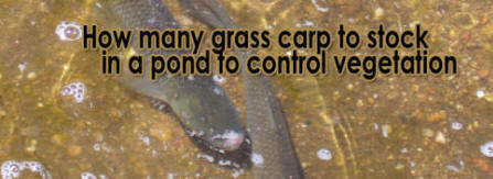 Grass Carp - Harrison Fisheries
